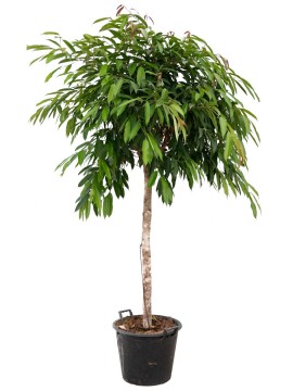 FICUS AMSTEL KING IN  CONTAINER D. 45 H. 230 CM