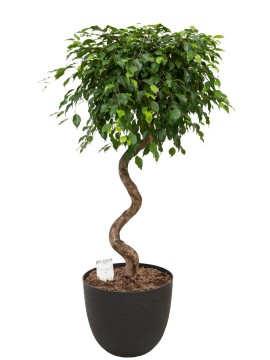 FICUS EXOTICA SPIRAL IN OVER D. 48 H. 180 CM