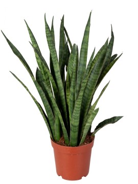 SANSEVIERIA KIRKII IN CONTAINER D. 15 H. 40 CM