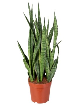 SANSEVIERIA KIRKII IN CONTAINER D. 18 H. 50 CM