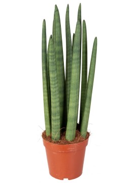 SANSEVIERIA CYLINDRICA ROCKET IN CONTAINER D. 18 H. 50 CM