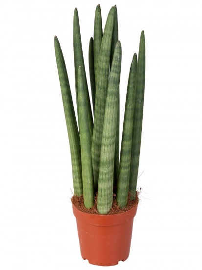 SANSEVIERIA CYLINDRICA ROCKET IN CONTAINER D. 15 H. 40 CM