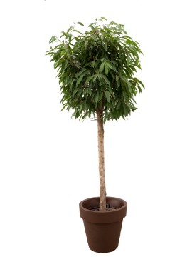 FICUS AMSTEL KING IN STANDARD ONE D. 60 H. 280 CM