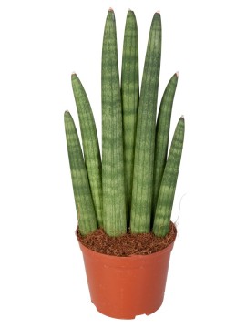 SANSEVIERIA CYLINDRICA MUSICA IN CONTAINER D. 10 H. 30 CM