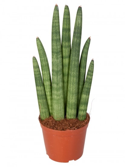 SANSEVIERIA CYLINDRICA MUSICA IN CONTAINER D. 10 H. 30 CM