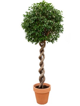 FICUS EXOTICA DOUBLE SPIRAL IN STANDARD ONE D. 60 H. 320 CM
