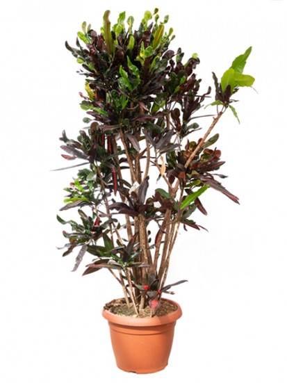 CROTON MAMEY IN CONTAINER D. 40 H. 170 CM