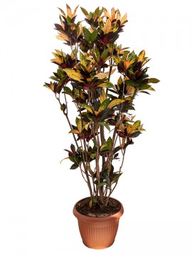 CROTON MRS. ICETON IN CONTAINER D. 45 H. 200 CM