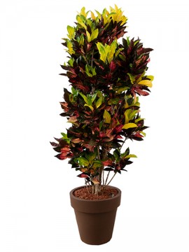 CROTON MRS. ICETON IN STANDARD ONE D. 50 H. 220 CM