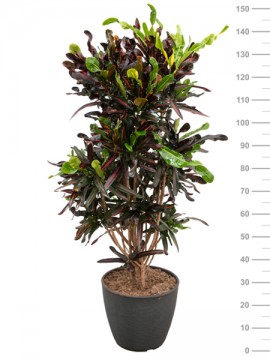 CROTON MAMEY IN RING D. 38 H. 150 CM