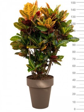 CROTON PETRA IN TIME D. 35 H. 150 CM