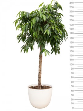 FICUS AMSTEL KING IN OVER D. 58 H. 240 CM