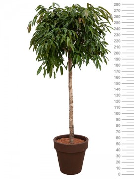 FICUS AMSTEL KING IN STANDARD ONE D. 60 H. 310 CM