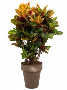CROTON PETRA IN TIME D. 35 H. 150 CM