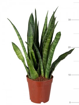 SANSEVIERIA KIRKII IN CONTAINER D. 13 H. 35 CM
