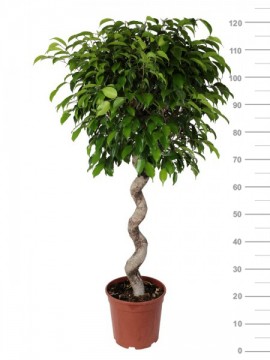 FICUS EXOTICA SPIRAL IN CONTAINER D. 24 H. 125 CM.