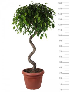 FICUS EXOTICA SPIRAL IN CONTAINER D. 45 H. 160