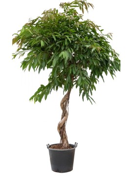 FICUS AMSTEL KING SPIRALE IN CONTAINER D. 55 H. 280 CM