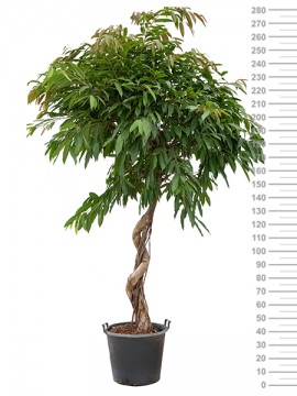 FICUS AMSTEL KING SPIRALE IN CONTAINER D. 55 H. 280 CM