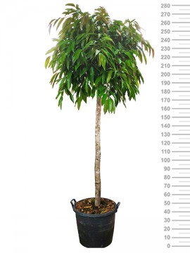 FICUS AMSTEL KING IN CONTAINER D. 55 H. 280 CM