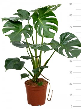 PHILODENDRON MONSTERA D. 21 H. 90 CM