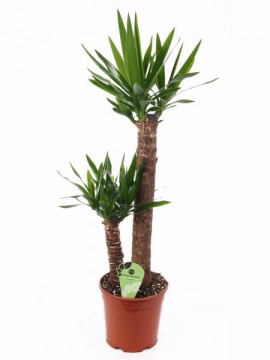 YUCCA SET 60/30 IN CONTAINER D. 19  H. 90 CM