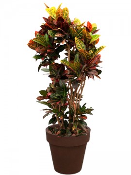 CROTON PETRA 48&quot; IN STANDARD ONE D. 50 H. 170 CM