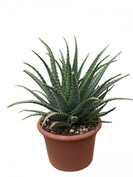 ALOE SPINOSISSIMA D. 20 H. 45 CM
