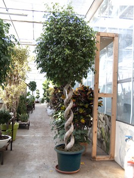 FICUS EXOTICA DOUBLE SPIRAL IN CONTAINER D. 60 H. 340 CM