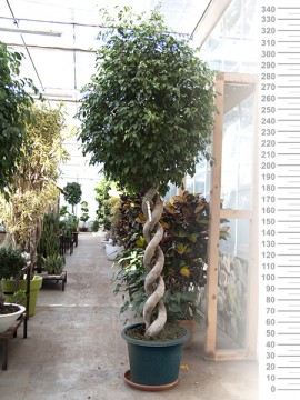 FICUS EXOTICA DOUBLE SPIRAL IN CONTAINER D. 60 H. 340 CM