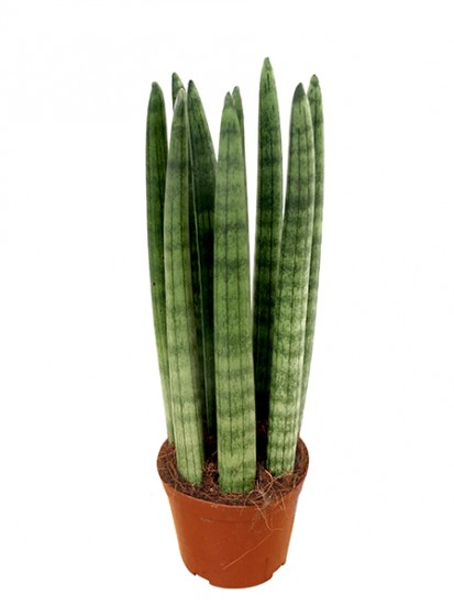 SANSEVIERIA CYLINDRICA CANDLE IN CONTAINER D. 11 H. 30 CM