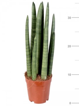 SANSEVIERIA CYLINDRICA ROCKET IN CONTAINER D. 13 H. 35 CM
