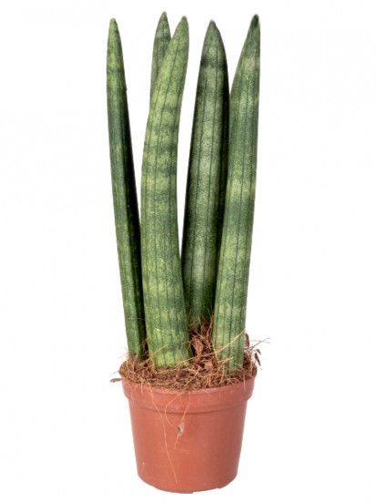 SANSEVIERIA CYLINDRICA CANDLE IN CONTAINER D. 6  H. 25 CM