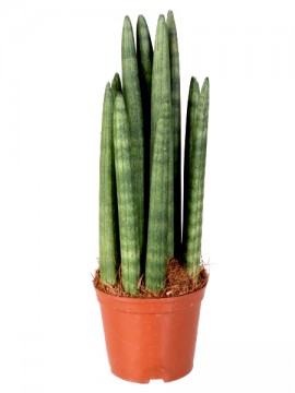 SANSEVIERIA CYLINDRICA ROCKET IN CONTAINER D. 10 H. 30 CM