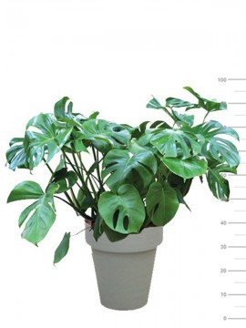 MONSTERA PHILODENDRO 35 IN TIME D. 35 H. 100 CM 