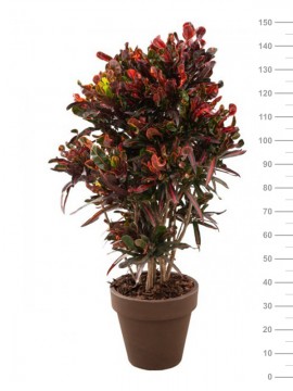 CROTON MAMEY IN STANDARD ONE D. 40 H.150 CM