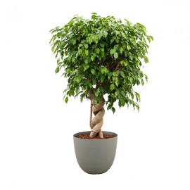Ficus In Vaso D'arredo