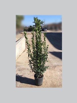 LAURUS NOBILIS D. 26 H. 190 CM