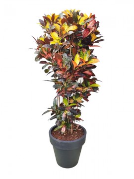 CROTON MRS ICETON 48&quot; IN STANDARD ONE D. 50 H. 185 CM