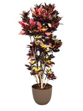 CROTON MRS ICETON 84&quot; IN OVER D. 58 H. 240 CM