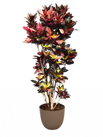 CROTON MRS ICETON 84" IN OVER D. 58 H. 240 CM