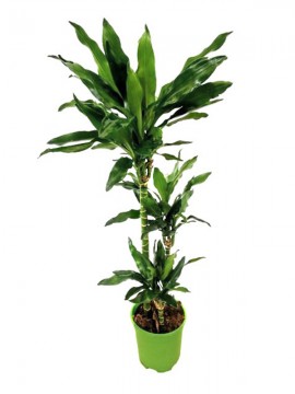 DRACAENA JANET LIND 60/30/15 IN CONTAINER D. 19 H. 80 CM