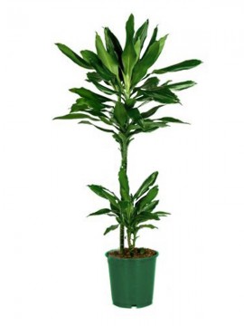 DRACAENA JANET LIND 45/15 IN CONTAINER D. 17 H 65 CM
