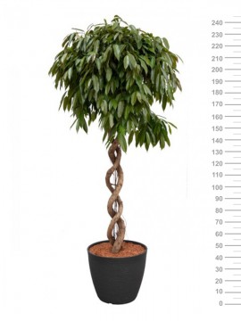 FICUS AMSTEL KING DOUBLE SPIRAL IN RING D. 57 H. 240 CM