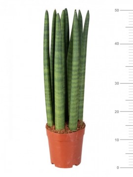 SANSEVIERIA CYLINDRICA CANDLE IN CONTAINER D. 13 H. 50 CM