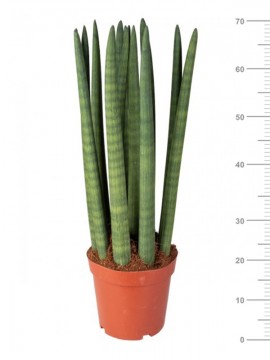 SANSEVIERIA CYLINDRICA CANDLE IN CONTAINER D. 18 H. 70 CM 
