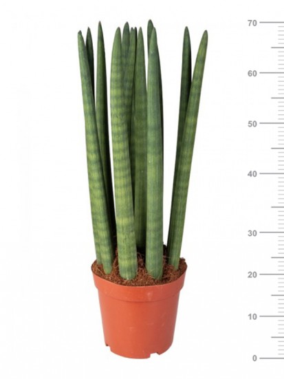 SANSEVIERIA CYLINDRICA CANDLE IN CONTAINER D. 18 H. 60 CM 
