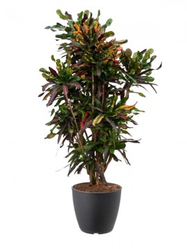CROTON MAMEY IN RING D. 38 H. 140 CM
