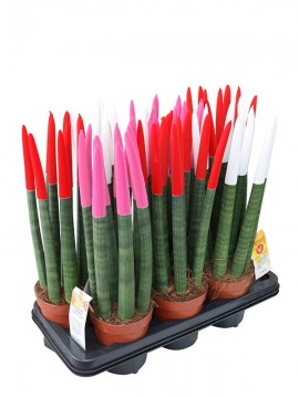 SANSEVIERIA CYLINDRICA VELVET TOUCH IN CONTAINER D. 15 H. 60  CM