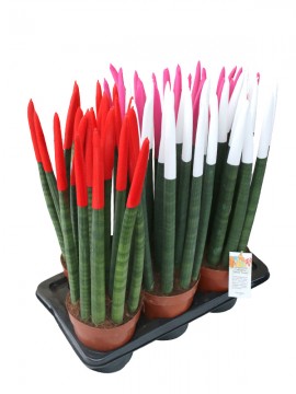 SANSEVIERIA CYLINDRICA  VELVET TOUCH IN CONTAINER D. 18 H. 70 CM